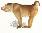 Picture of the animal