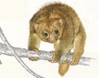 Picture of the animal