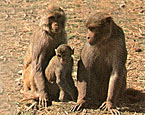Picture of the animal