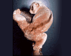 Picture of the animal