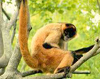Picture of the animal