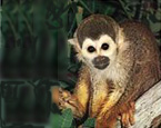 Picture of the animal