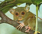 Picture of the animal