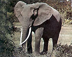 Picture of the animal