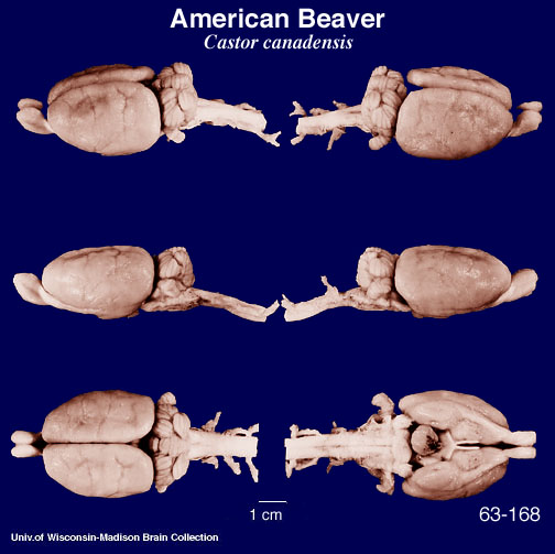 http://www.brainmuseum.org/specimens/rodentia/beaver/brain/Beaver631686clr.jpg