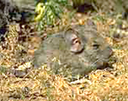 Picture of the animal
