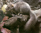 Picture of the animal