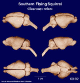 Whole brain image