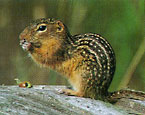 Picture of the animal