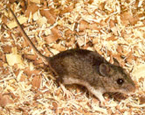 Picture of the Animal
