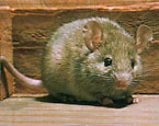 Picture of the animal