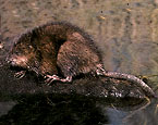 Picture of the animal