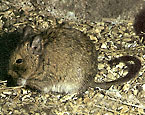 Picture of the animal