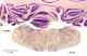 _1880amanat85326.jpg