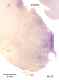 _1010manat8532thal6.jpg