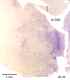_1030manat8532thal6.jpg