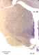 _1160manat8532thal6.jpg