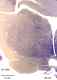_1180manat8532thal6.jpg