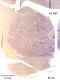 _1190manat8532thal6.jpg