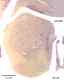 _1230manat8532thal6.jpg