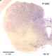 _1260manat8532thal6.jpg